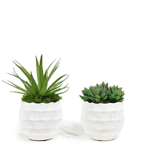 Pair of Succulents in Textured Containers image 0