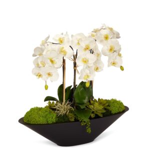 White Orchids in Large Black Container image 0