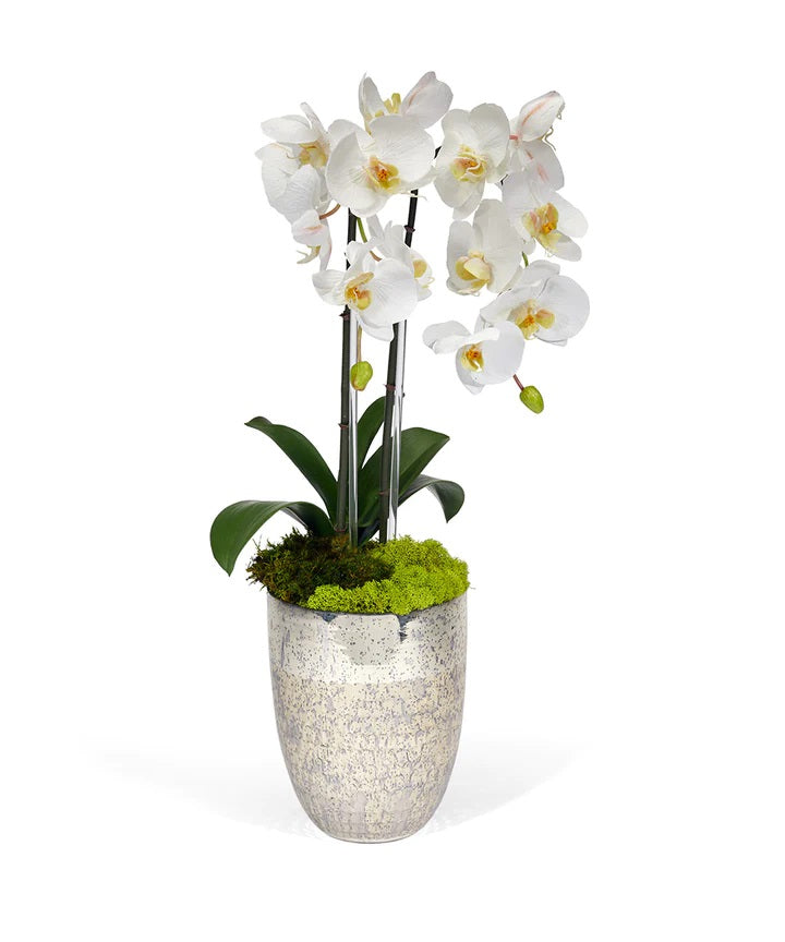 Double White Orchid in Vintage Beehive Container image 0