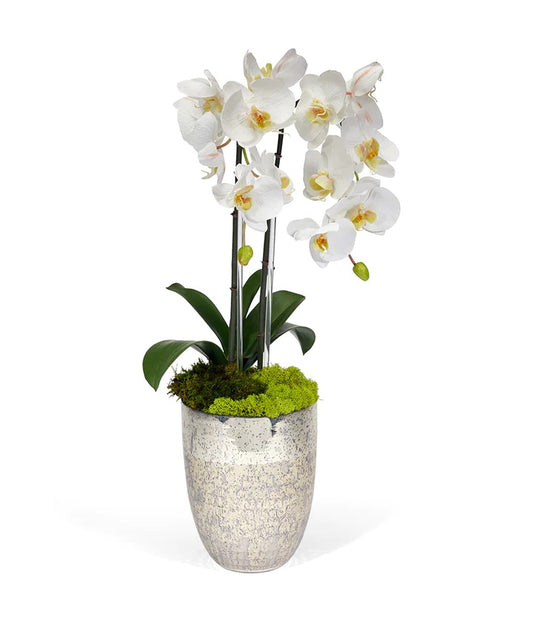 Double White Orchid in Vintage Beehive Container image 0