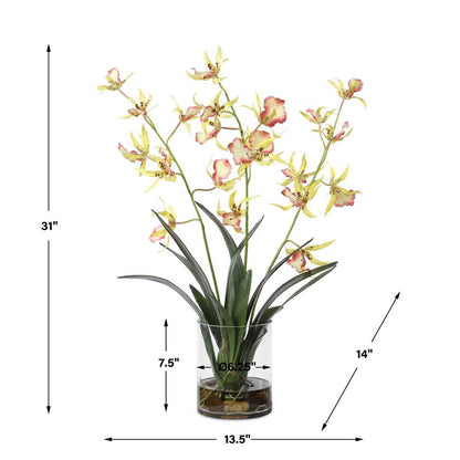 UTTERMOST Spider Orchid