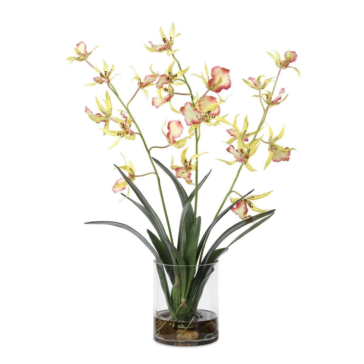 UTTERMOST Spider Orchid